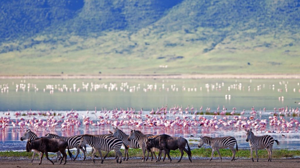 ngorongoro crater floor teaming with game