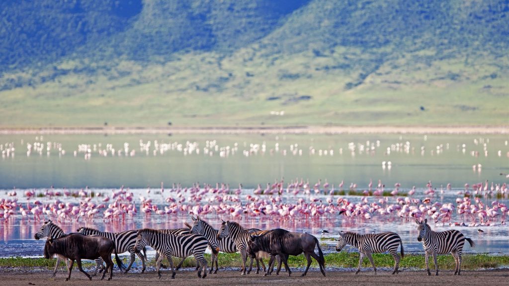 ngorongoro crater floor teaming with game