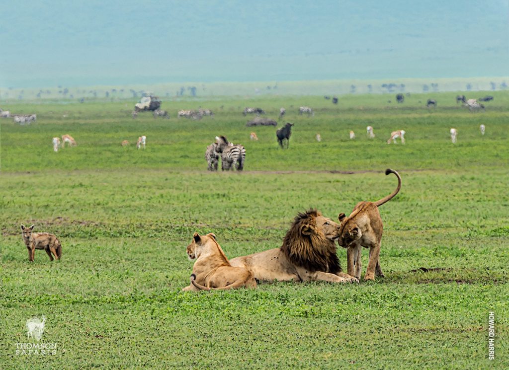 ngorongoro crater wildlife