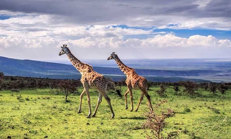 ngorongoro wildlife