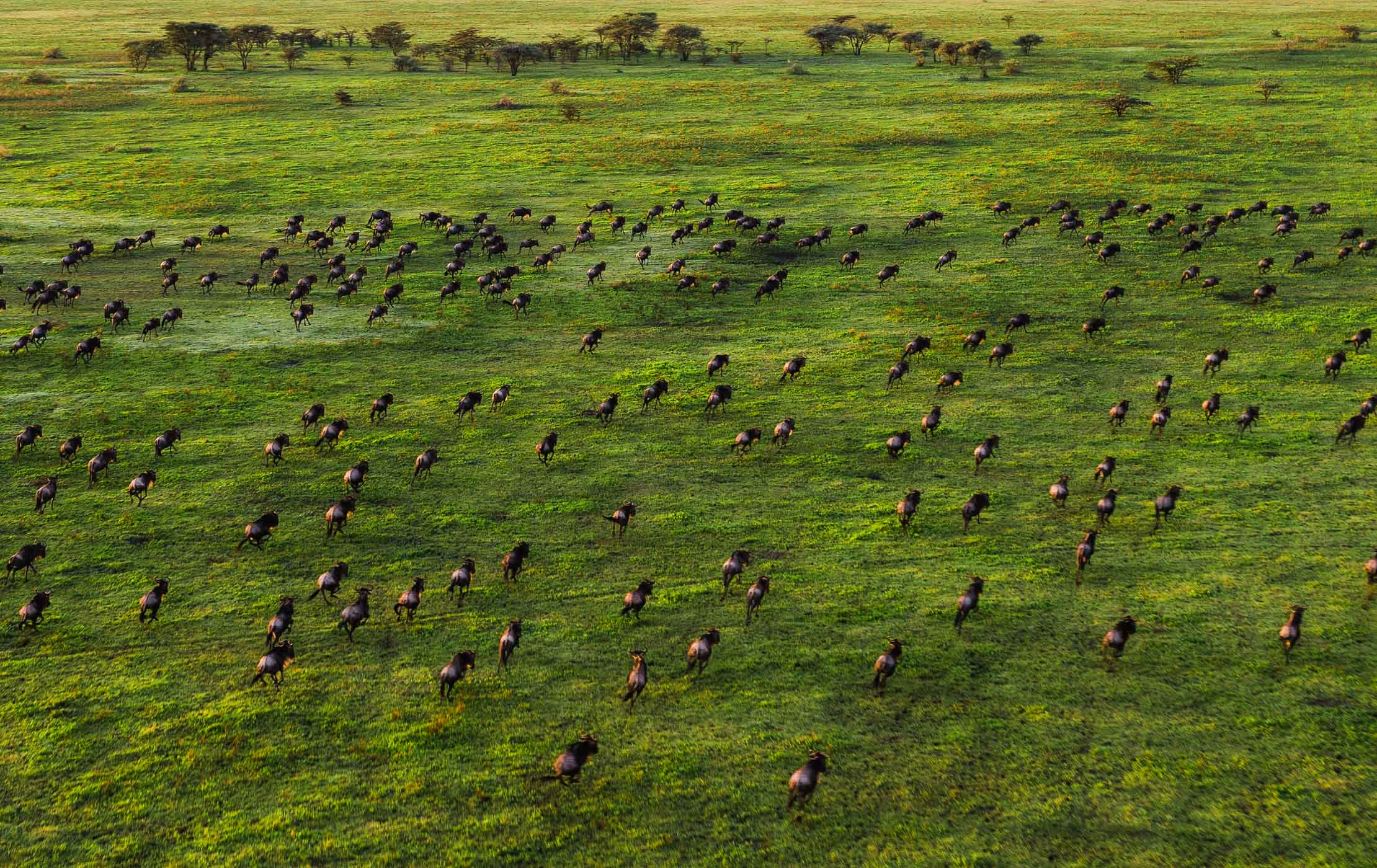 serengeti national park 1 2