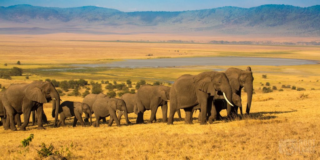 tanzania ngorongoro crater elephants