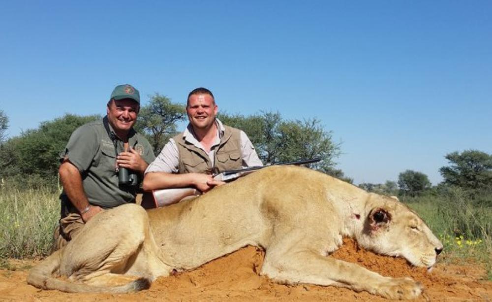 A trophy lioness on a hunting in Africa Expeedition