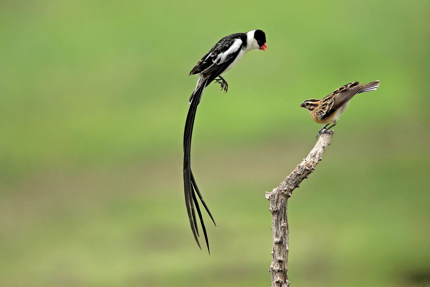 BIRDS IN LAKE ALBERT