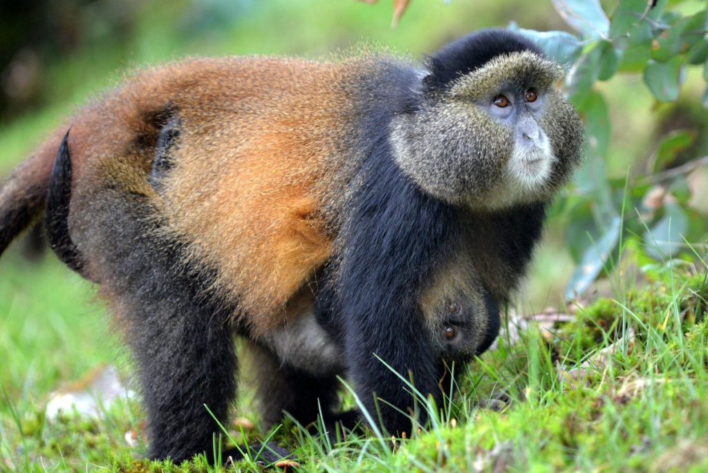 a golden monkey in volcanoes national park