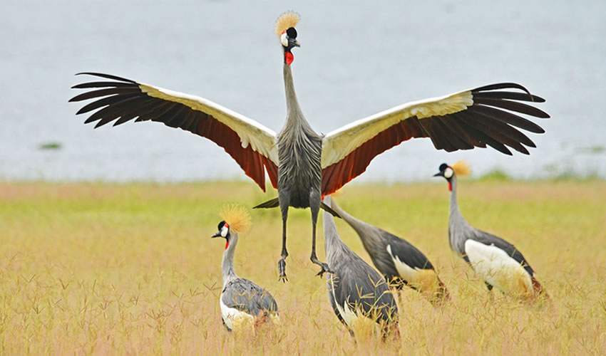Uganda-cranes