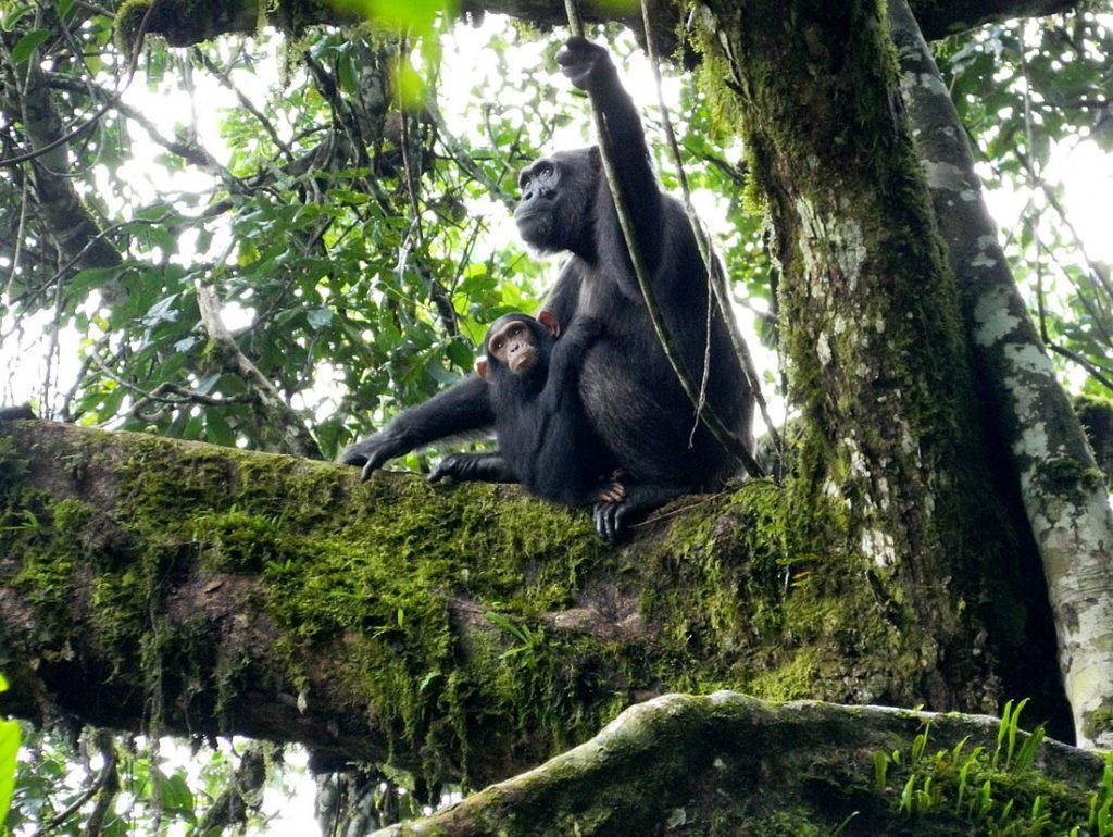 chimp in kyambura