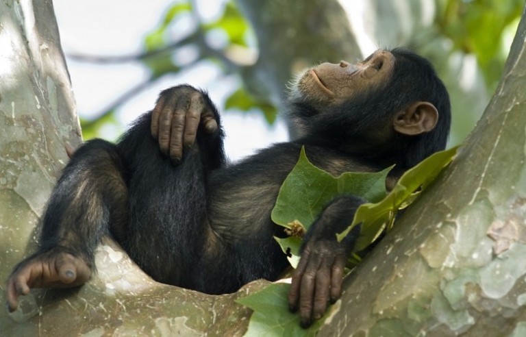 Image of a Chimpanzee