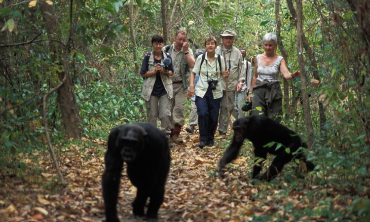 Image of Chimpanzees with people in the Background