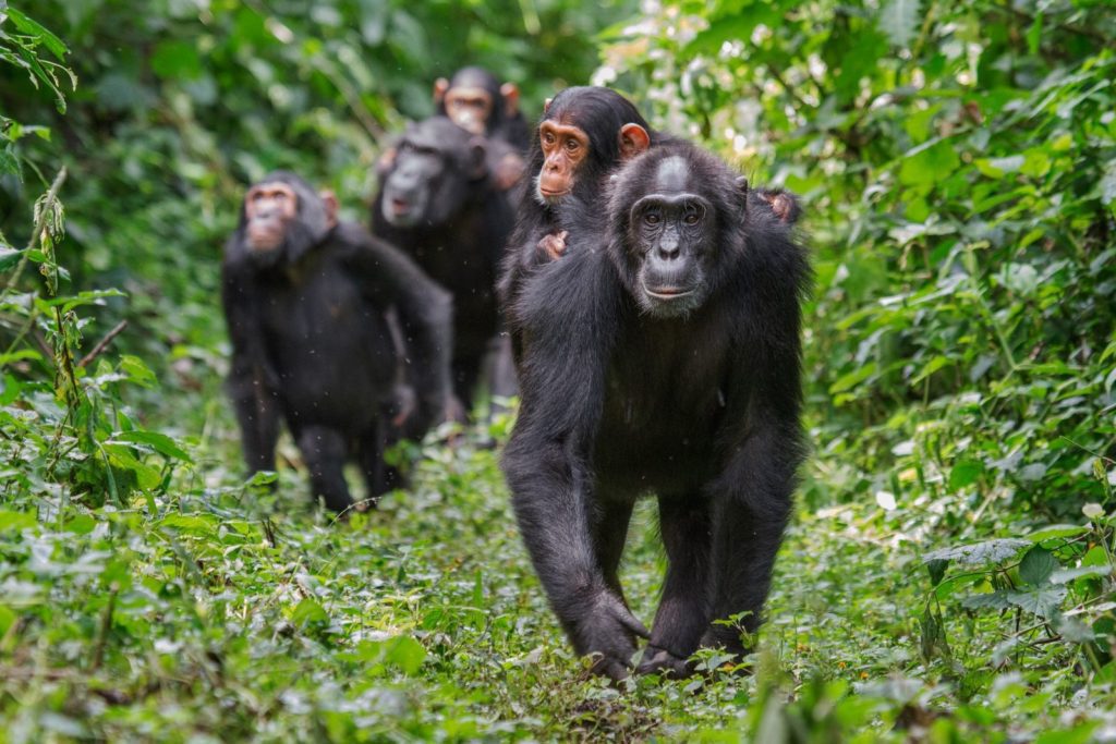 chimps walking through forest
