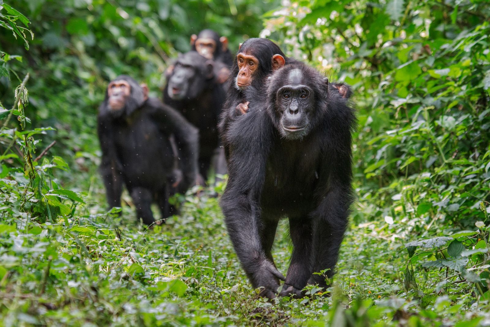 chimps walking through forest