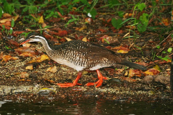 African finfoot 1