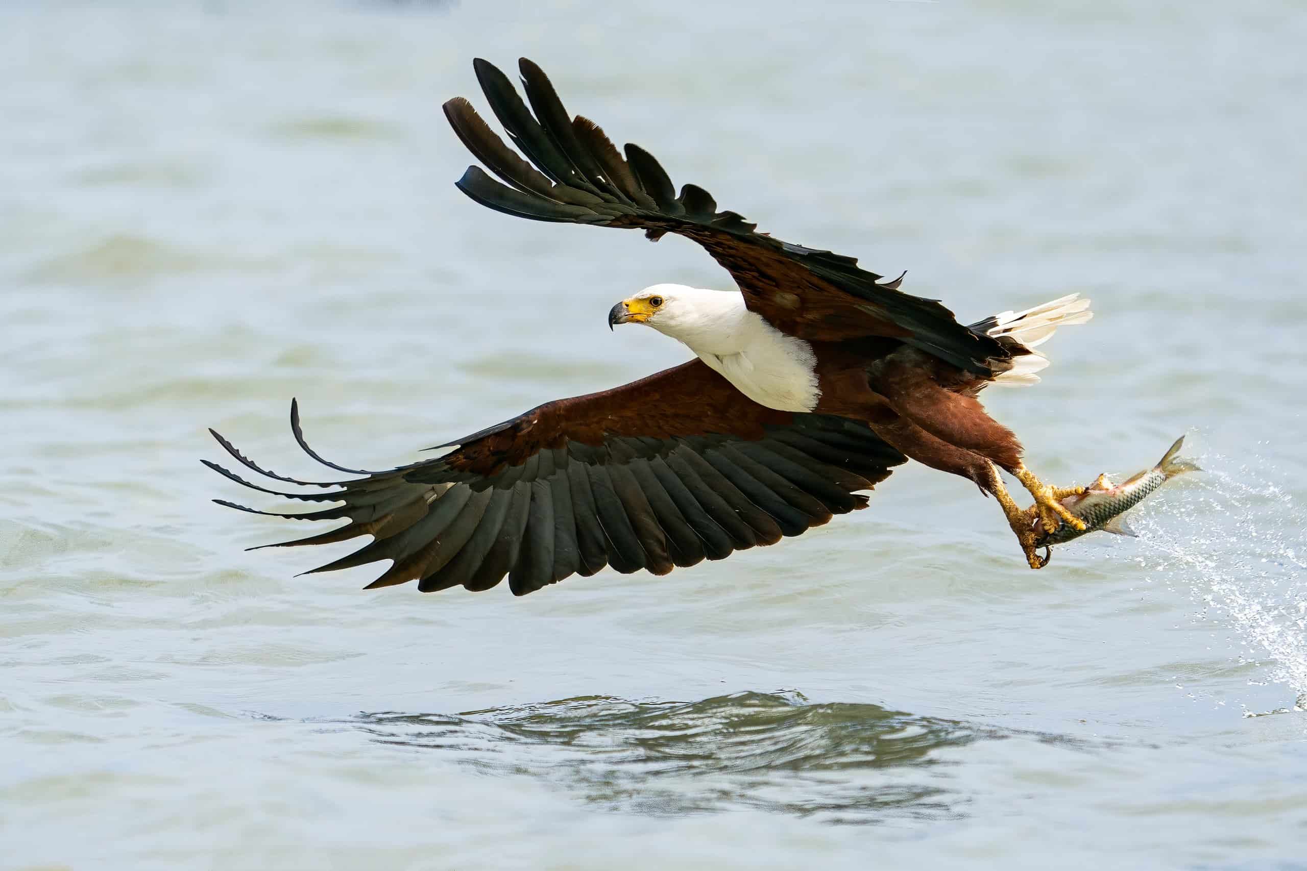 African fish eagle