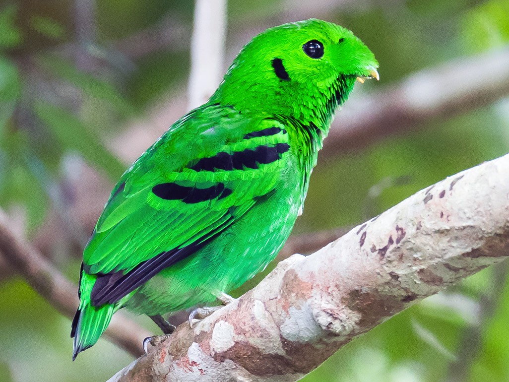 African green broadbill