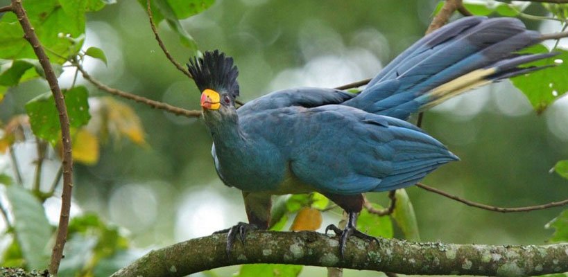 Bird Watching in Kibale 1