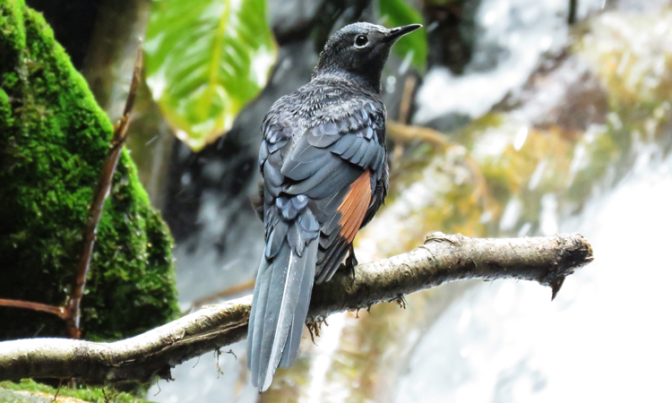 Birding in Mgahinga Gorilla National Park 1 1