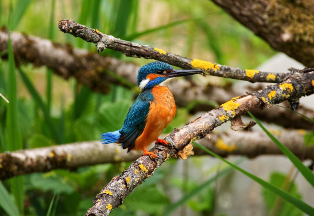 Birds of Lake Mburo 1