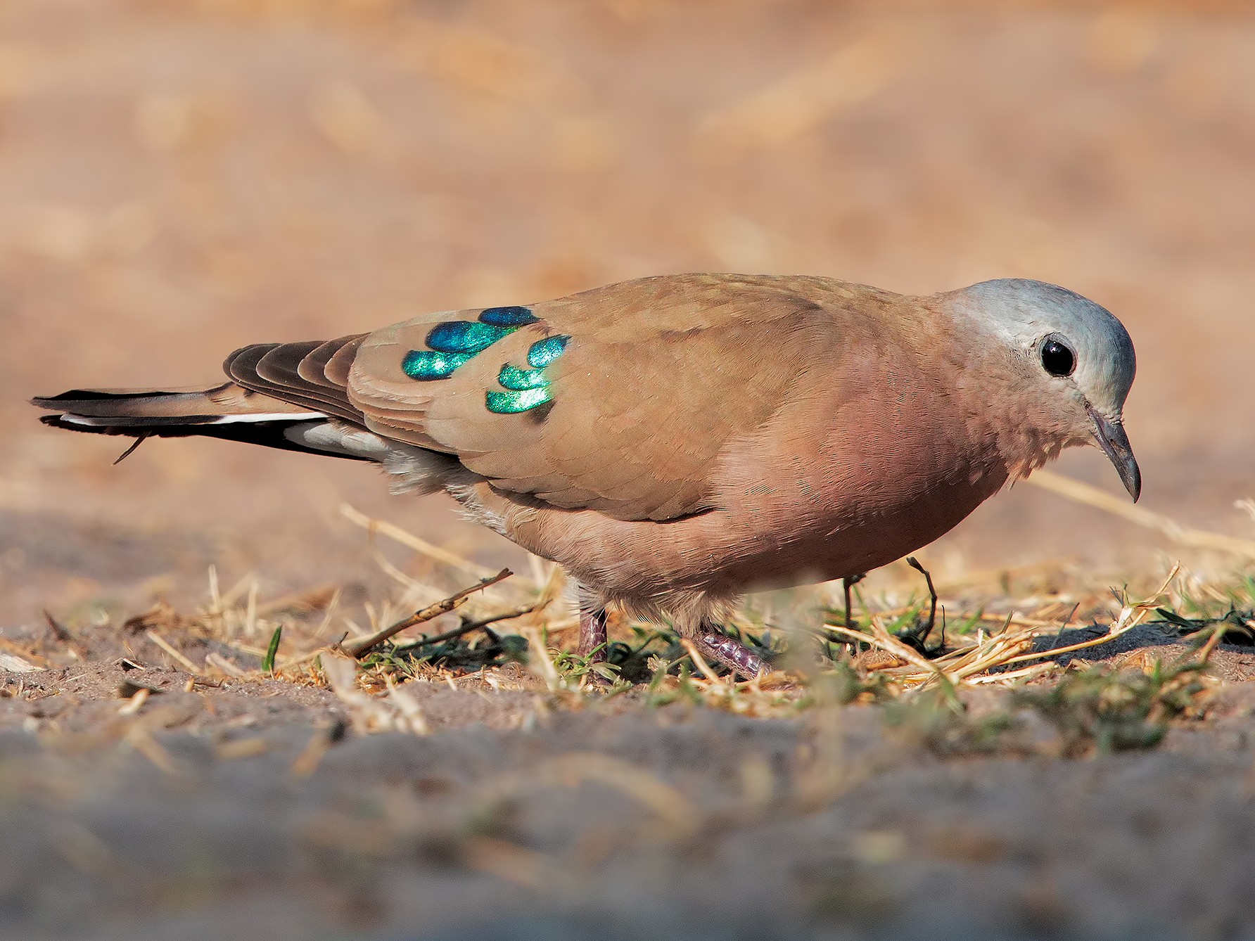 Emerald spotted wood dove