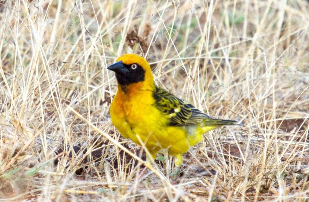 Foxs Weaver 1