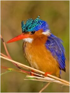 Malachite kingfisher 1