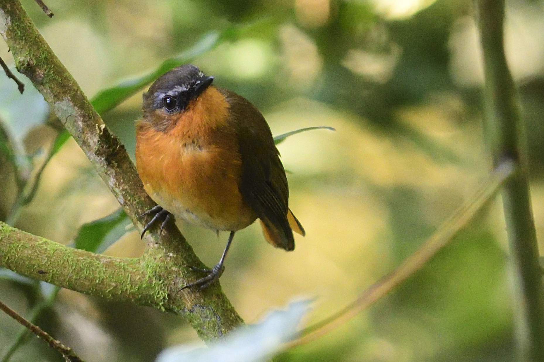 Robin Chat White bellied