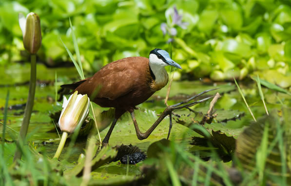 birds in forests 1