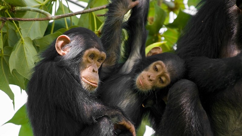 Image of a Chimpanzee