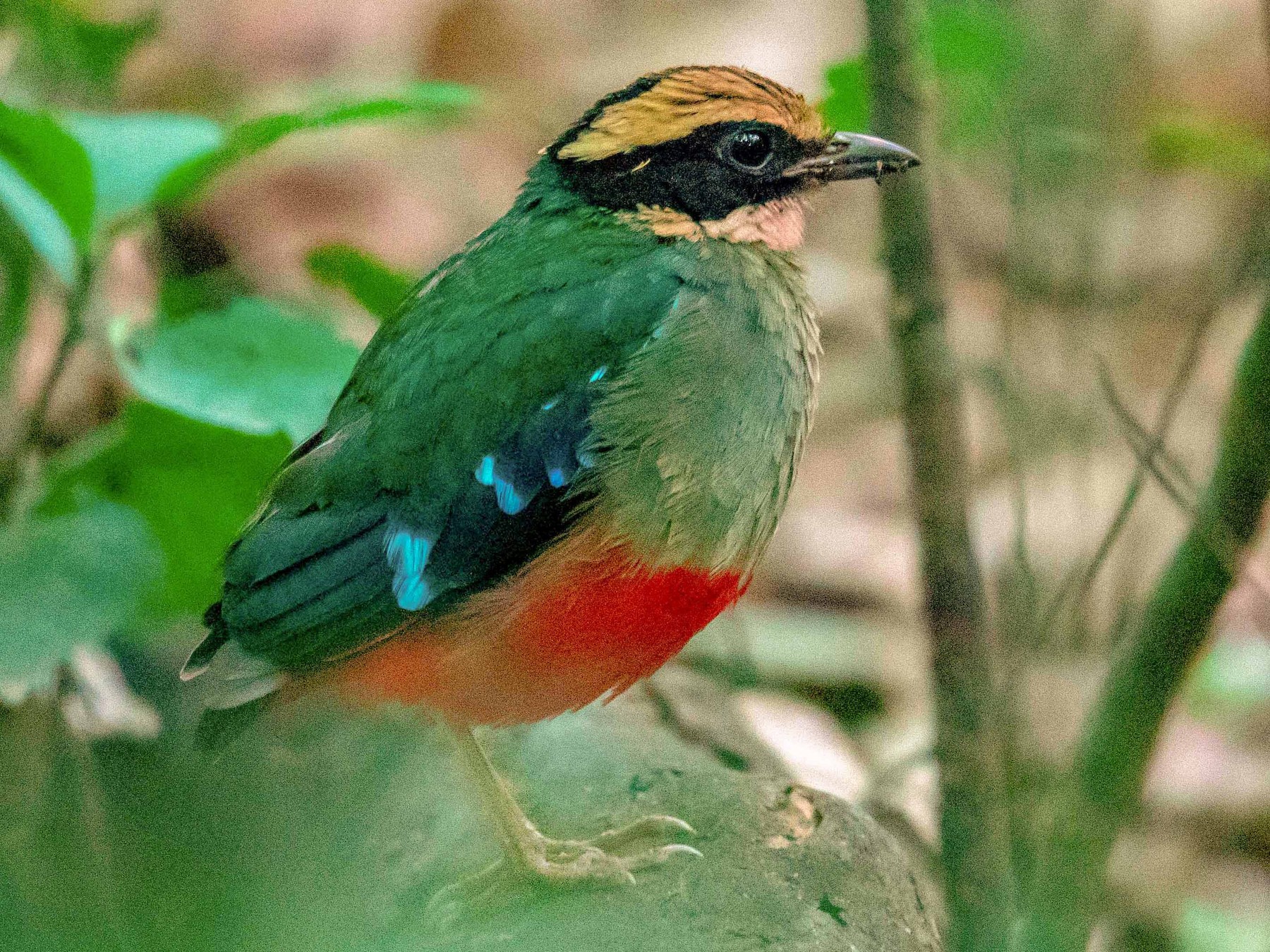 green breasted pitta