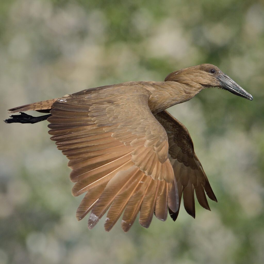 hamerkop 1