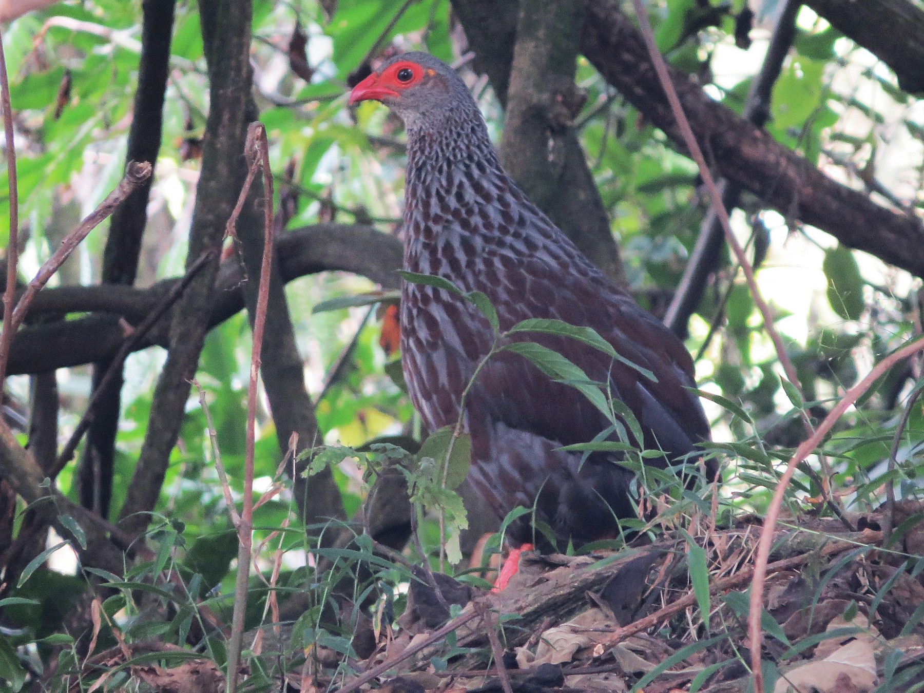 handsome francolin