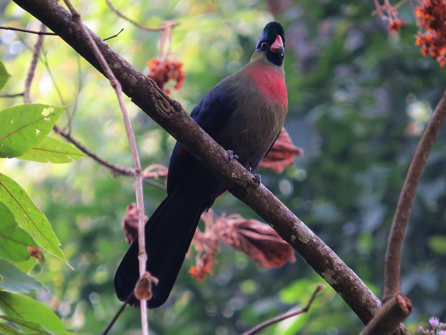 rwenzori turaco