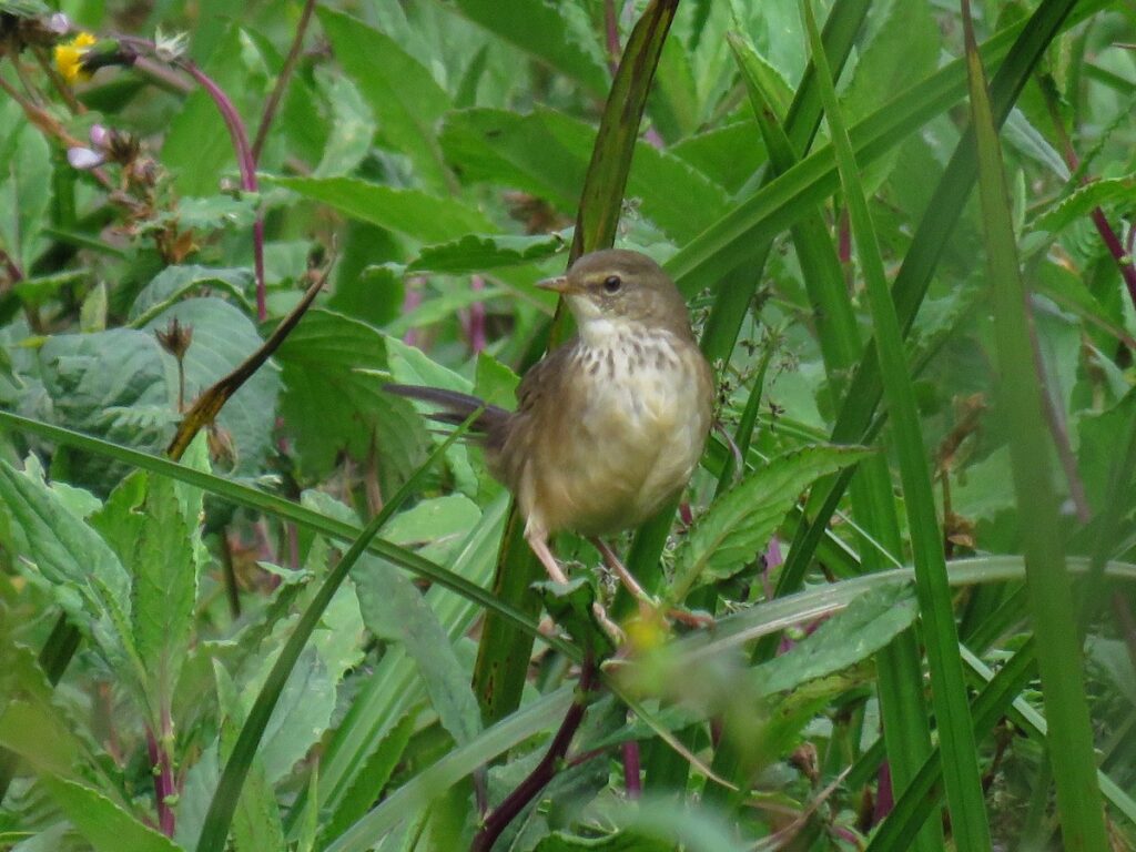 swamp warbler 1