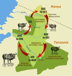 A map showing movements and location of Wildebeest during the Great Migration through the Masai Mara and the Serengeti