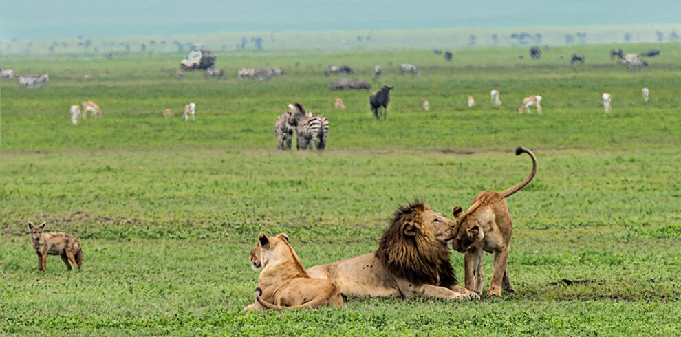 ngorongoro crater wildlife