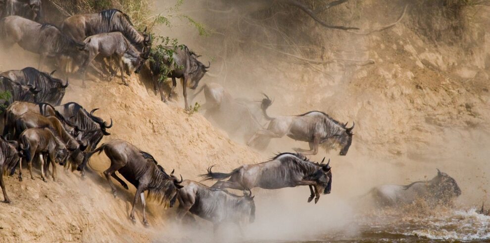 serengeti migration