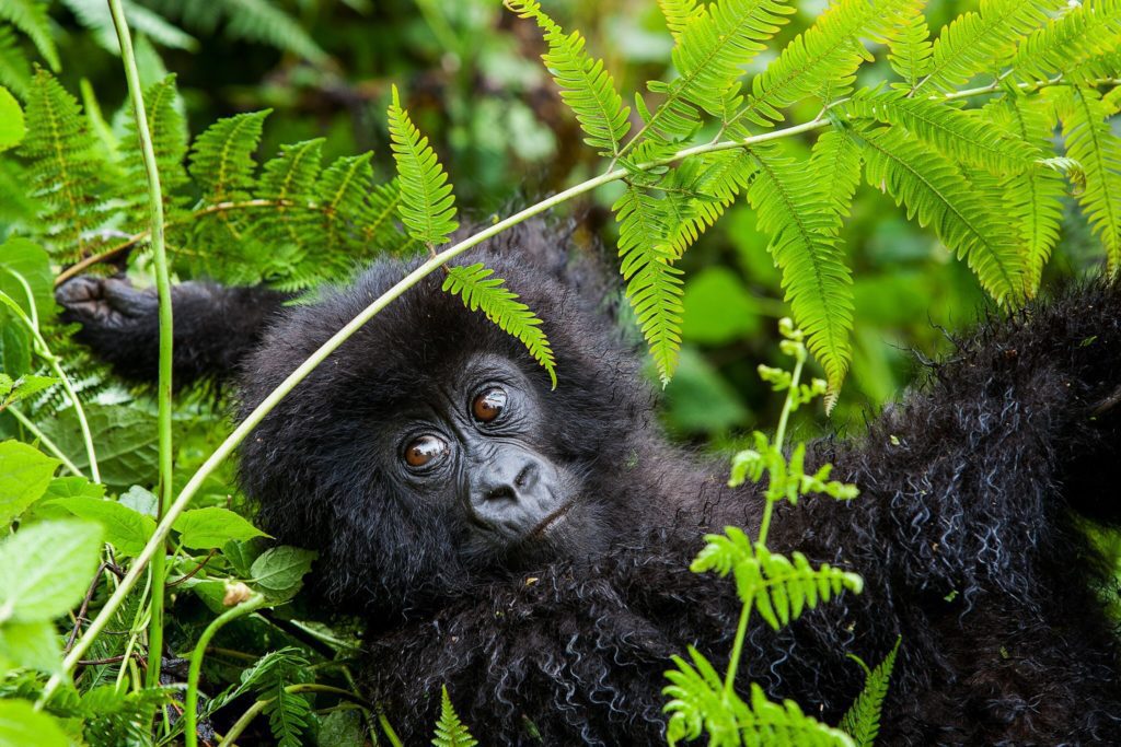 Image of a Baby Mountain Gorilla, what you expect to see on a primate safari