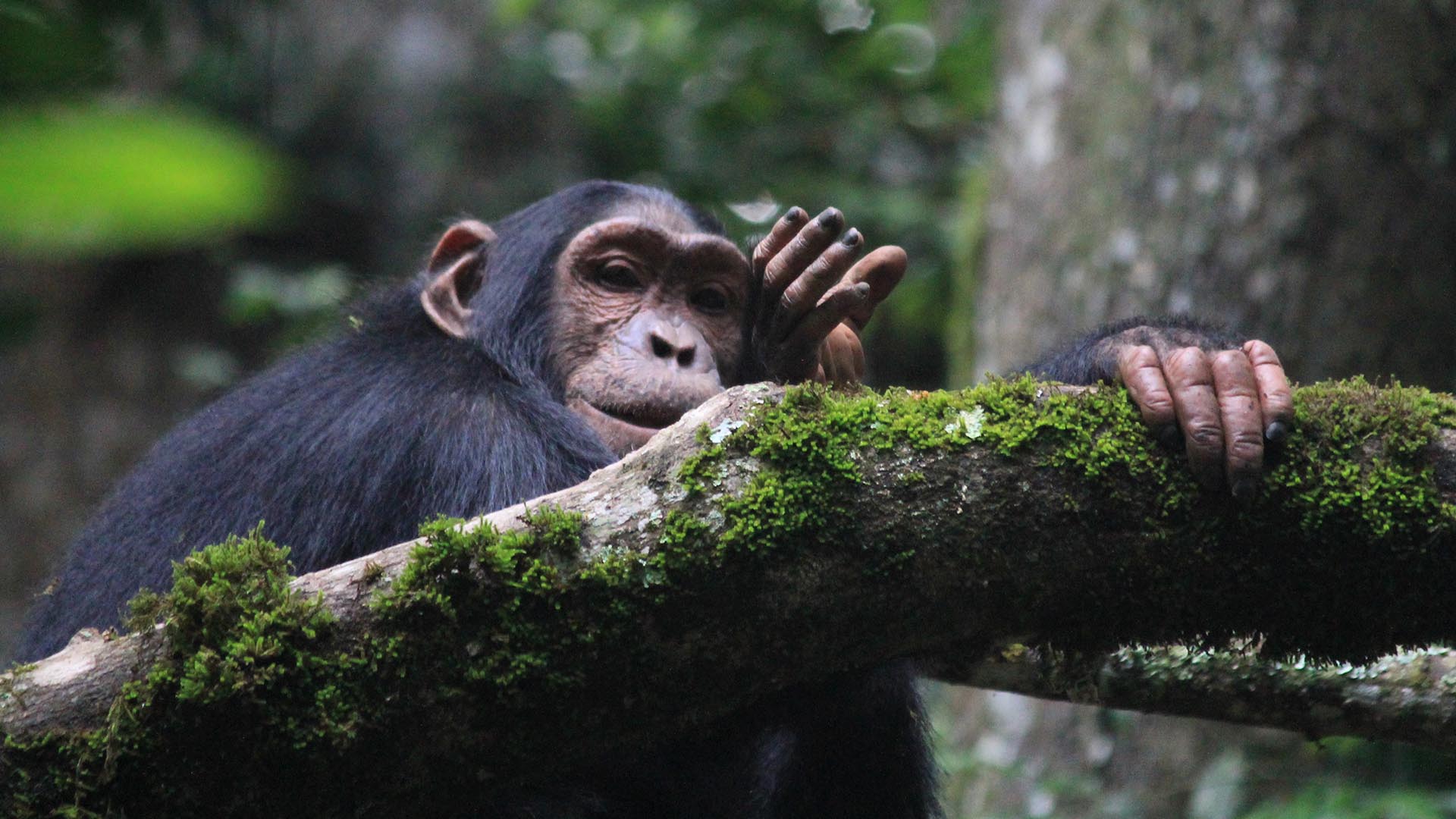 Image of a Chimpanzee