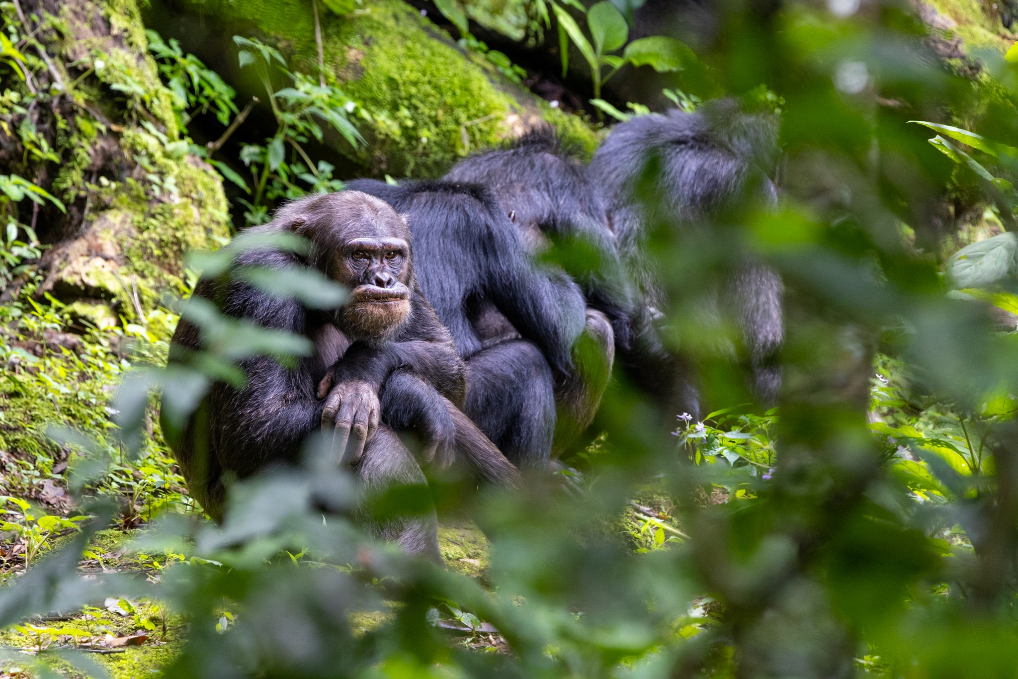 Chimpanzees in a group