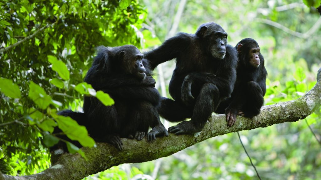 Chimpanzees in a tree