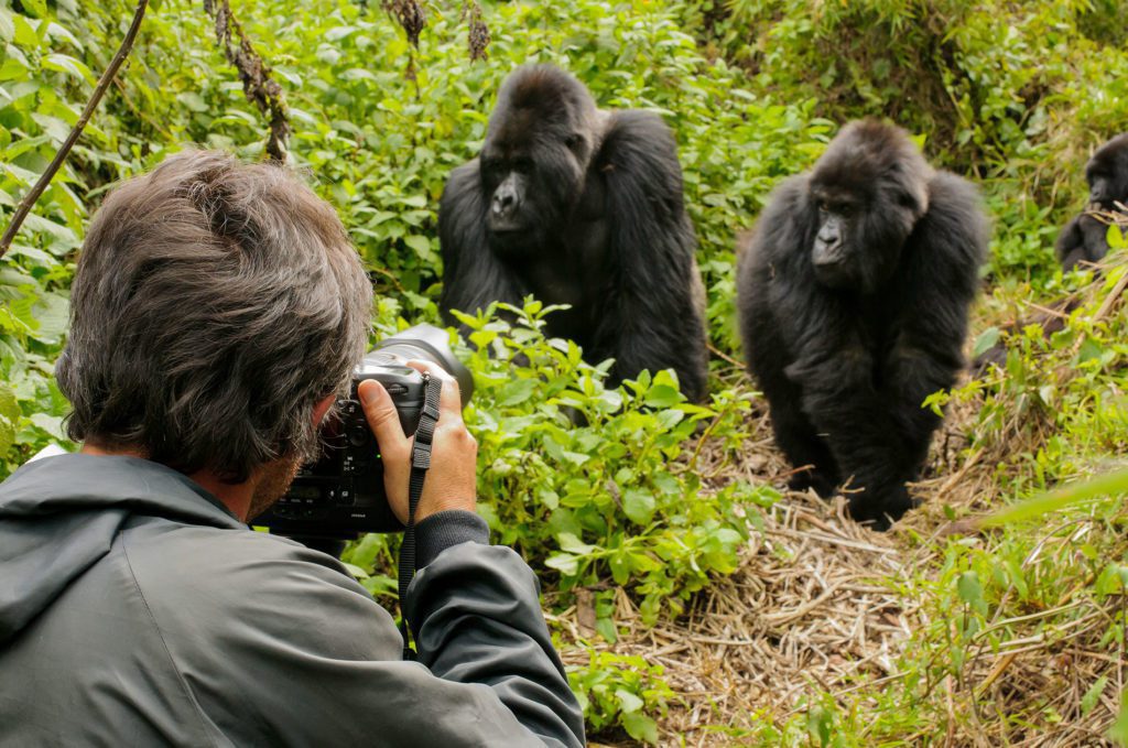 Atourist taking images of Gorillas