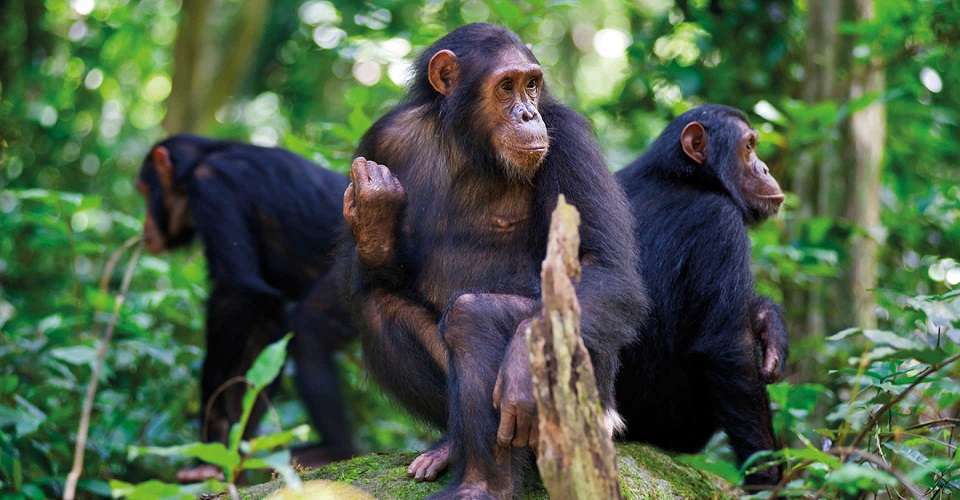 Image of a Rwanda Chimpanzee family