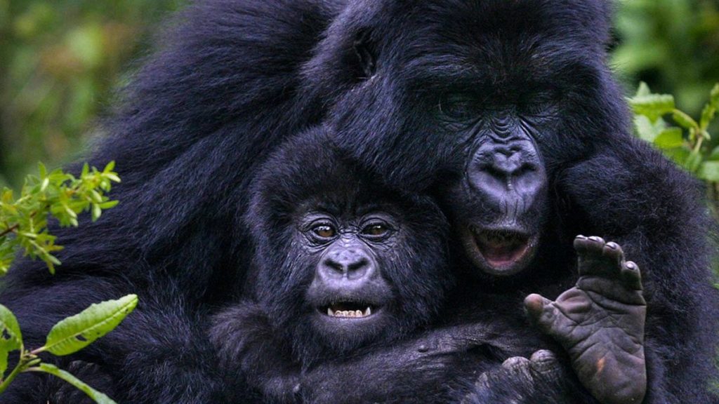 Gorillas seen on a Primate Safari