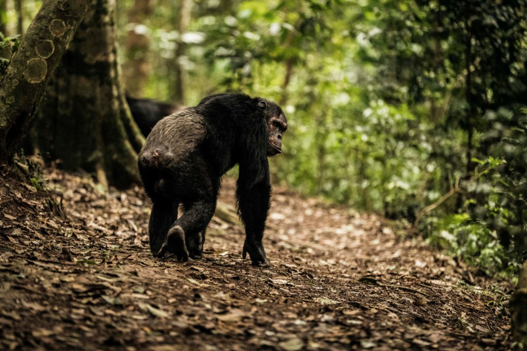 Image of a Chimanpanzee in Nyungwe