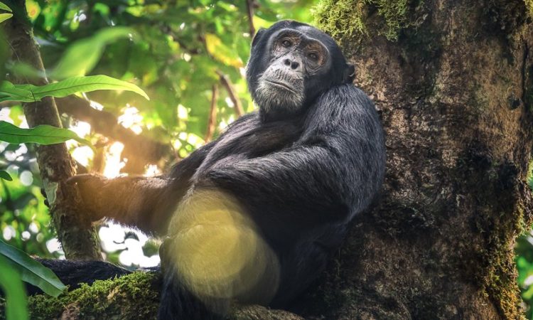 chimpanzee trekking uganda kibale 1170x500 1 750x450 1