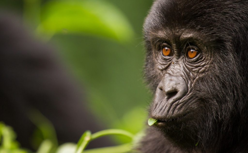 Image of a Gorilla Close up on a Primate Safari to Uganda and Rwanda