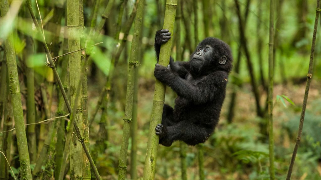Image of a Baby Gorilla in Branches