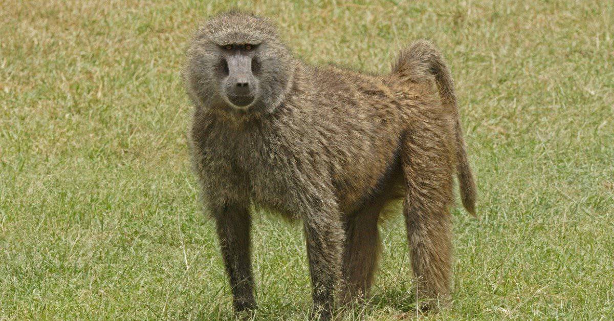 Image of an Olive Baboon