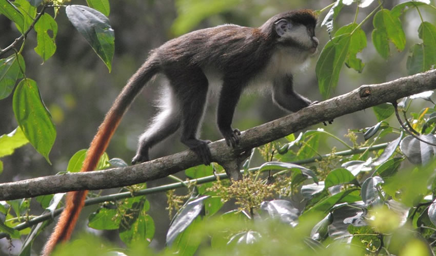 Image of a Red tailed Monkey