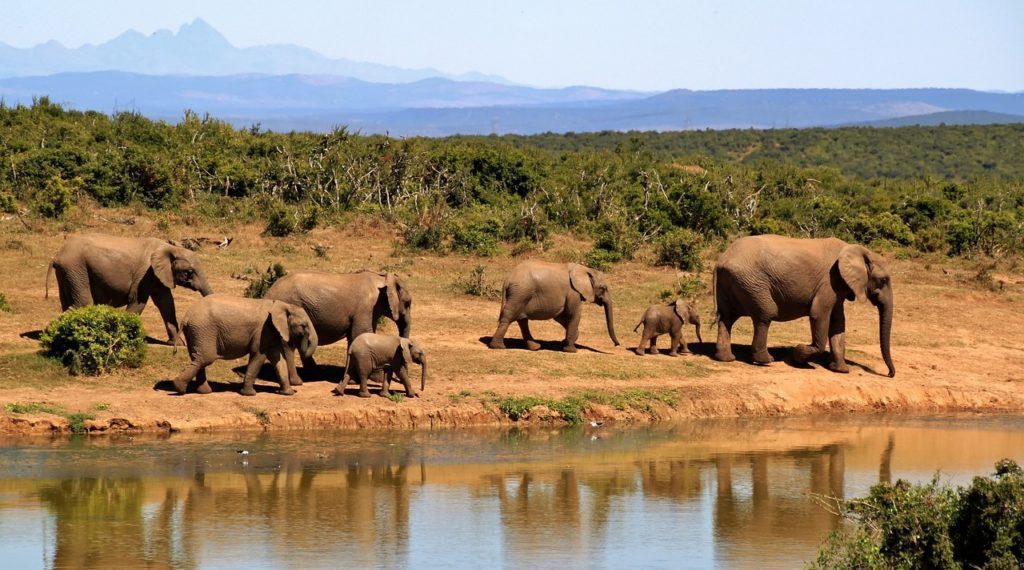 elephants, herd, safari-279505.jpg