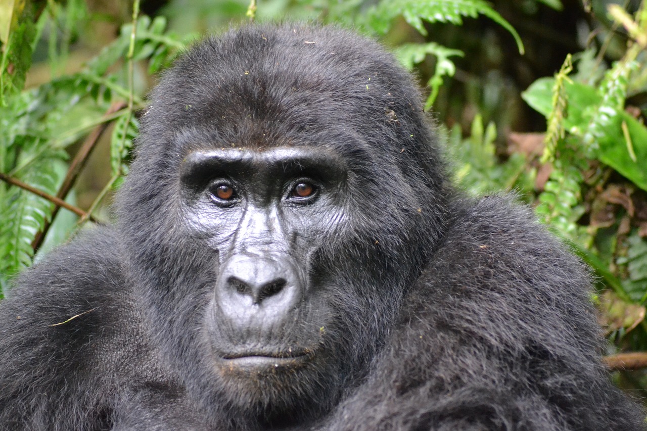 gorilla, mountain gorilla, bwindi-3928903.jpg